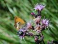 Coenonympha arcania